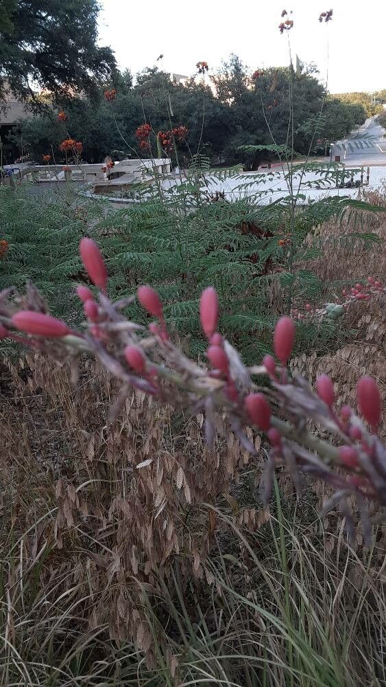 Hesperaloe parviflora (Red Yucca) (alternate view 8)