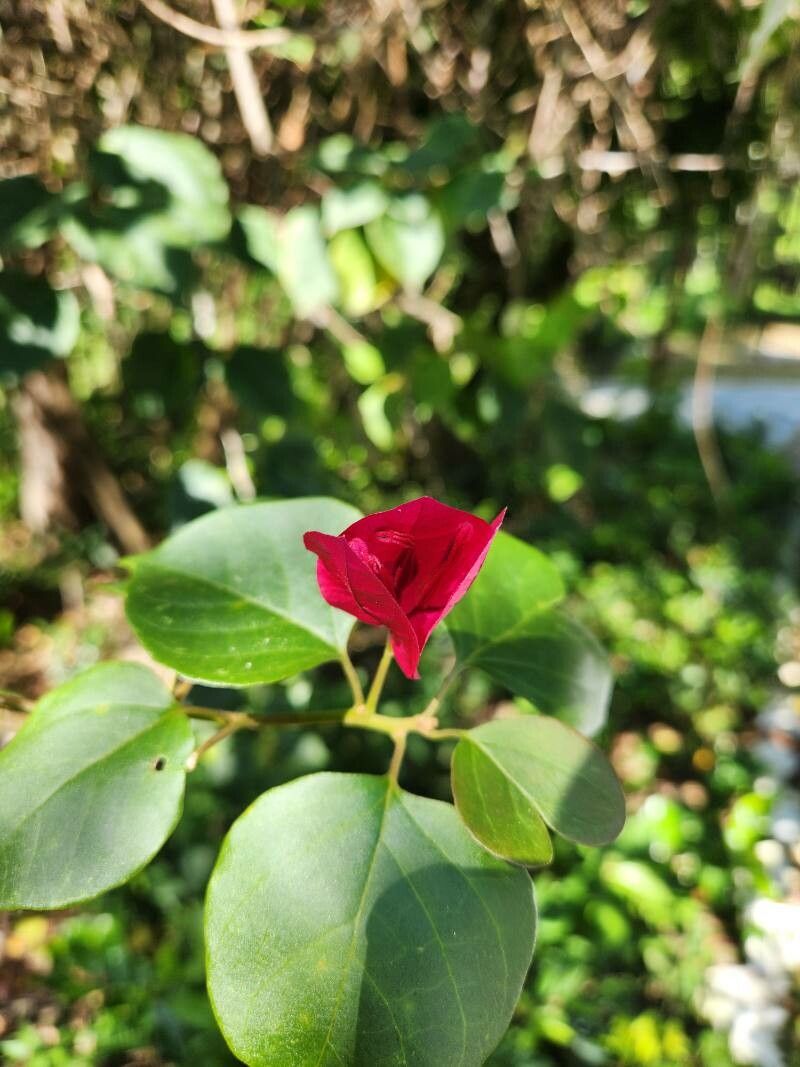 Bougainvillea spectabilis (Bougainvillea) (alternate view 14)