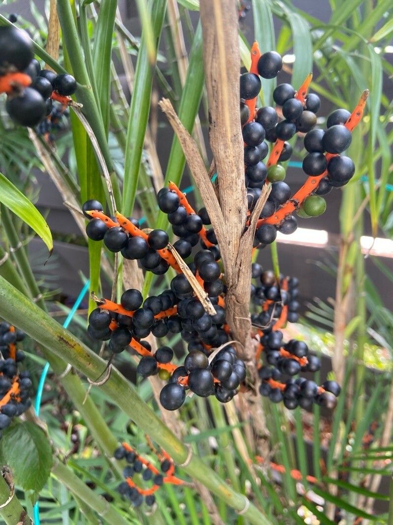 Chamaedorea seifrizii (Bamboo Palm) (alternate view 8)