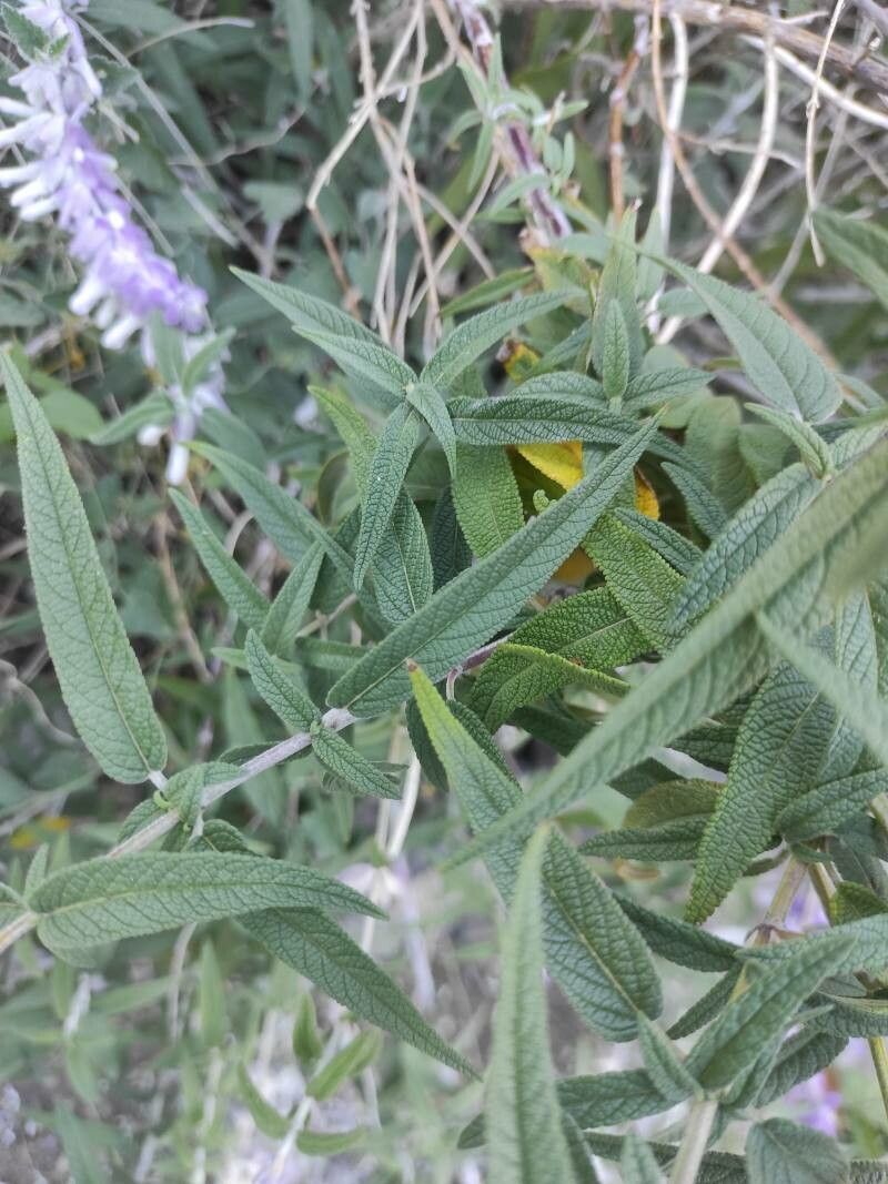 Salvia leucantha (Mexican Bush Sage) (alternate view 11)