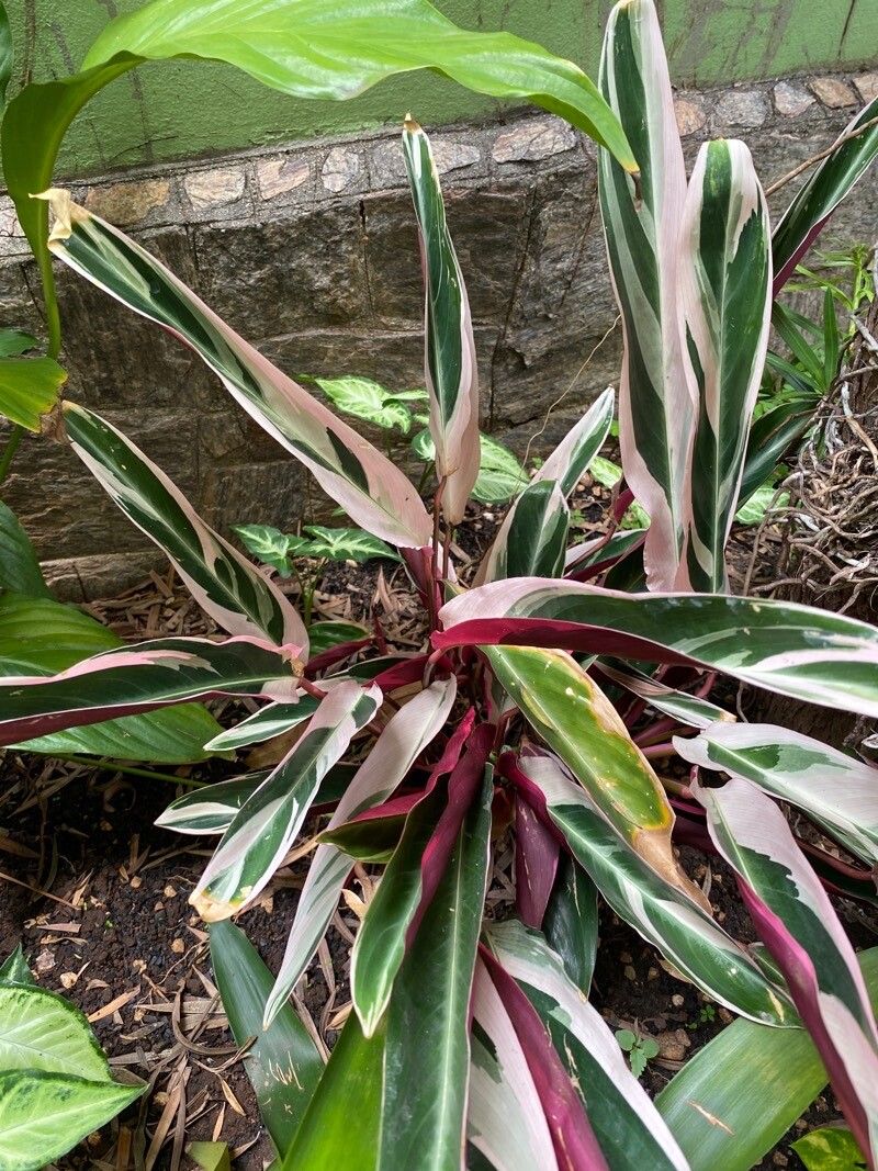 Stromanthe
