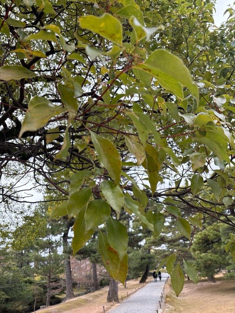 Cinnamomum camphora, Camphor tree — spreading evergreen (Lauraceae) (image 4 of 9)