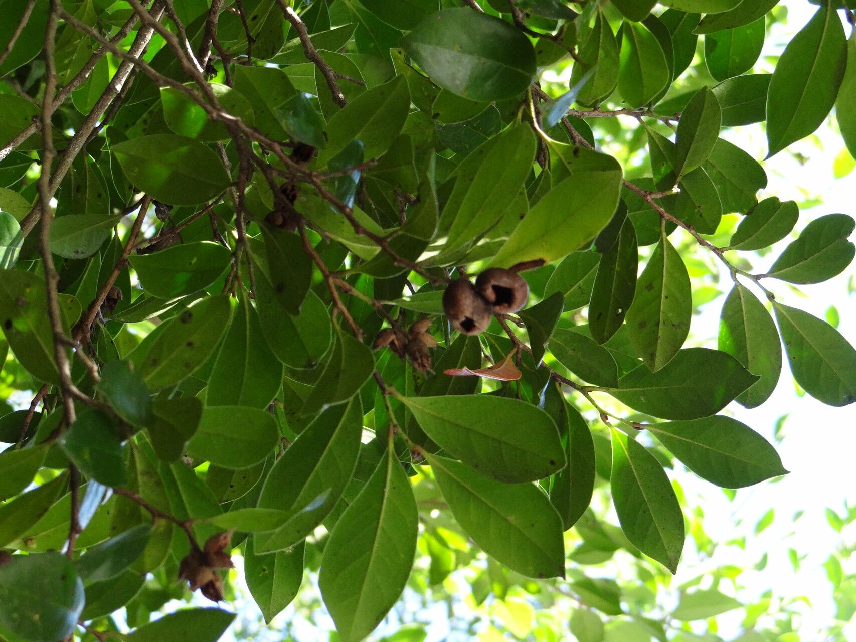 Distylium