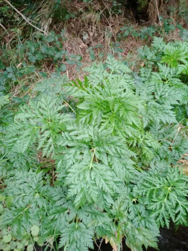 Geranium maderense