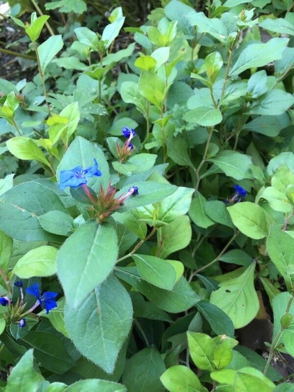 Ceratostigma plumbaginoides (Leadwort) (alternate view 15)