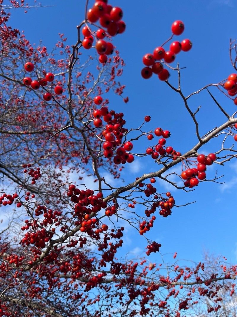 Crataegus phaenopyrum (Washington thorn)
