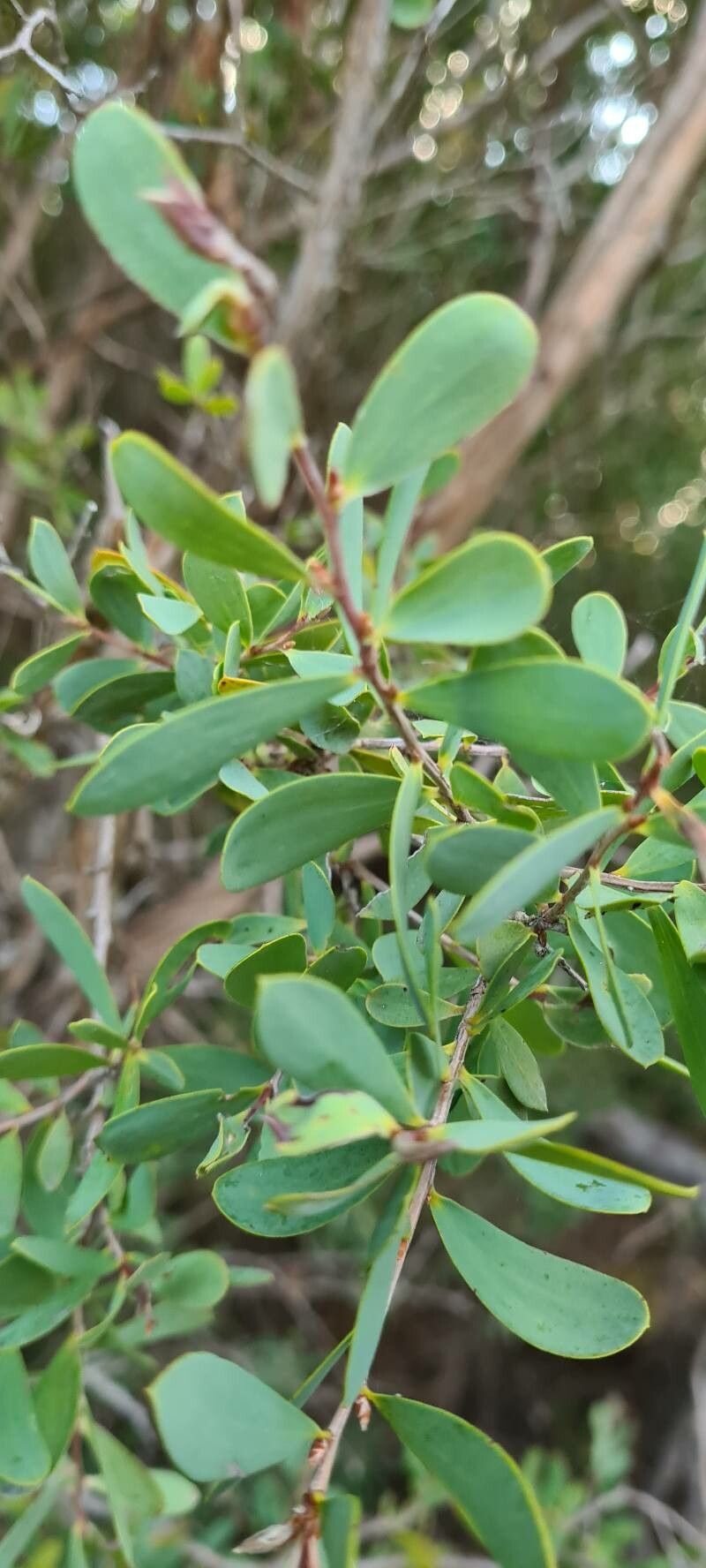 Leptospermum laevigatum, Coastal tea tree — spreading evergreen (Myrtaceae) (image 5 of 10)