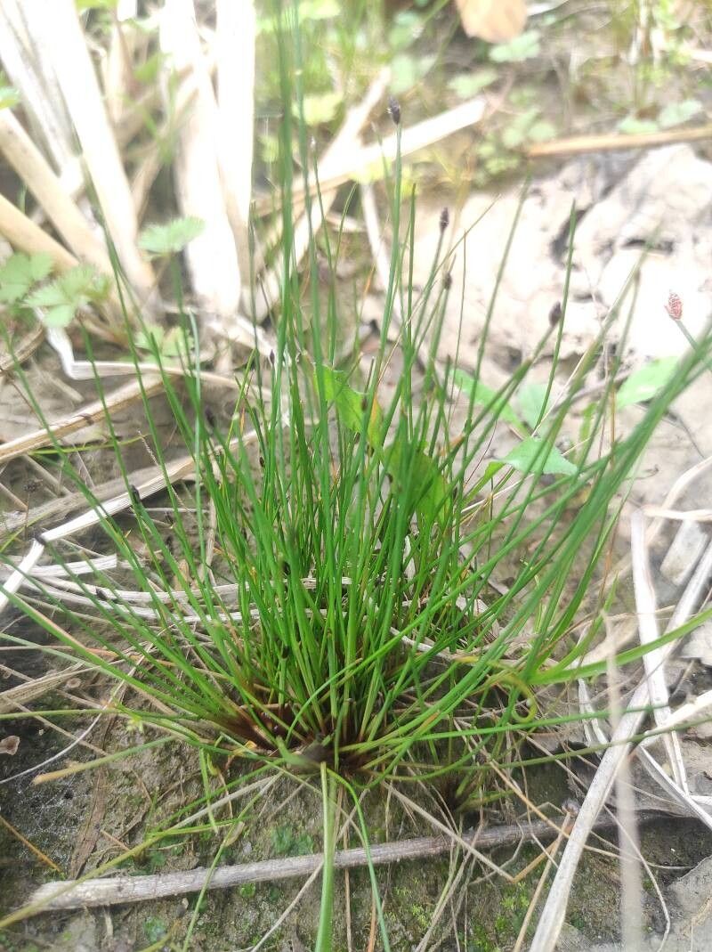 Eleocharis ovata (Ovoid Spikerush)