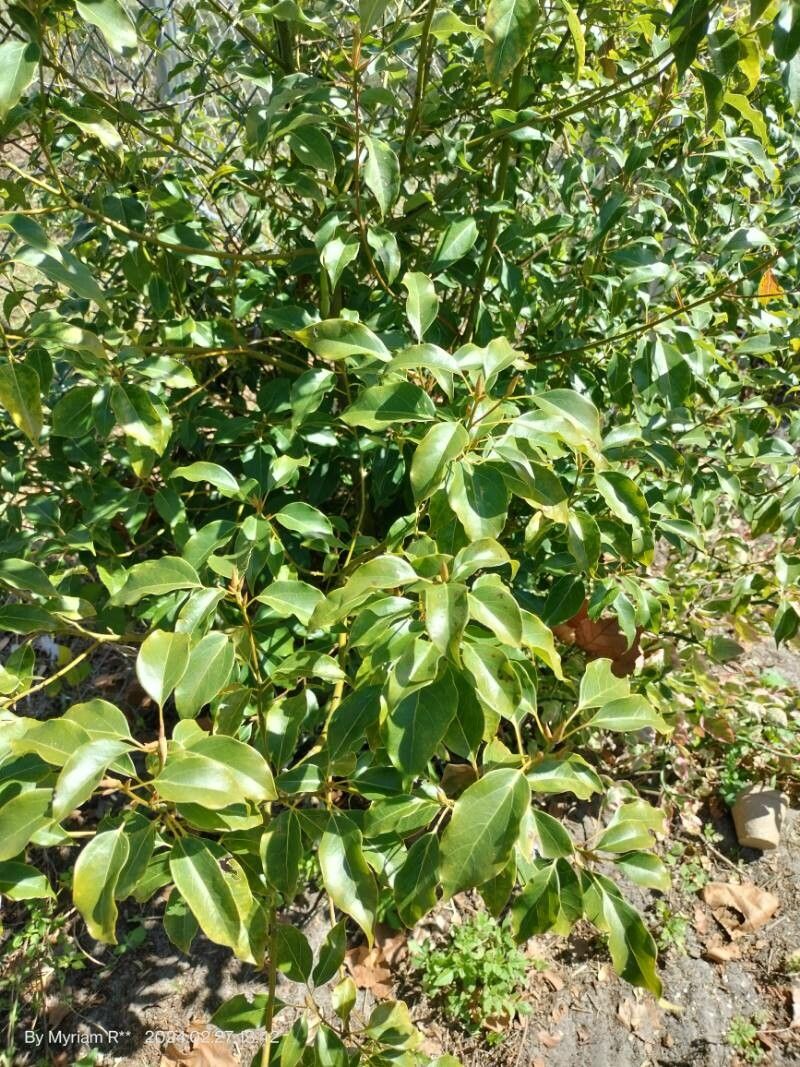 Cinnamomum camphora, Camphor tree — spreading evergreen (Lauraceae) (image 5 of 9)