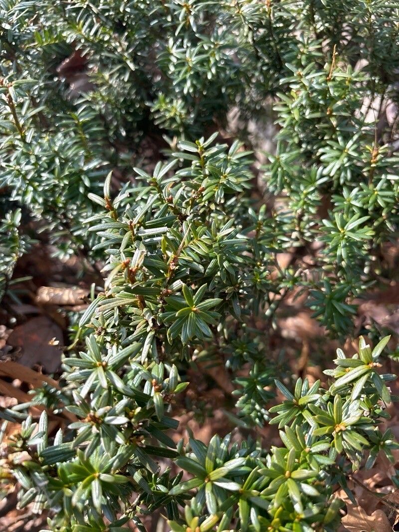 Taxus cuspidata (Japanese yew) (alternate view 5)
