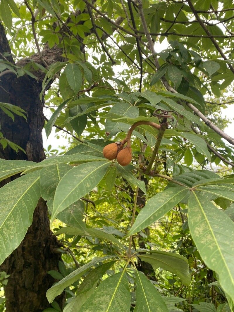 Aesculus indica (Indian Horse Chestnut) (alternate view 11)