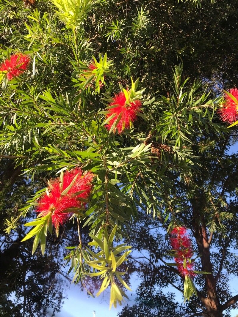 Callistemon viminalis, Weeping bottlebrush — spreading evergreen (Myrtaceae) (image 6 of 10)