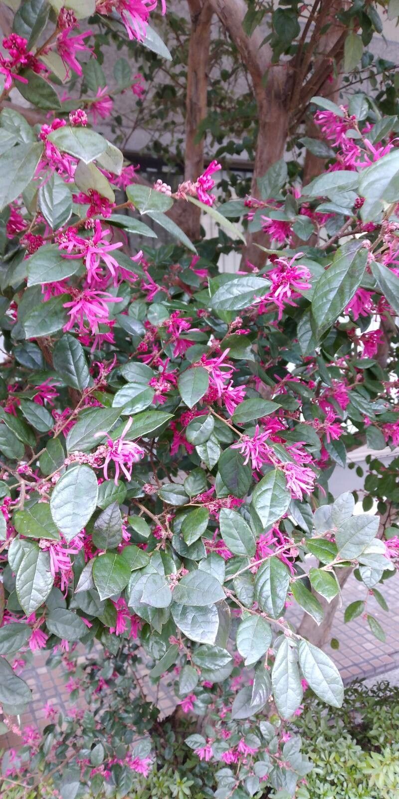Loropetalum (alternate view 4)