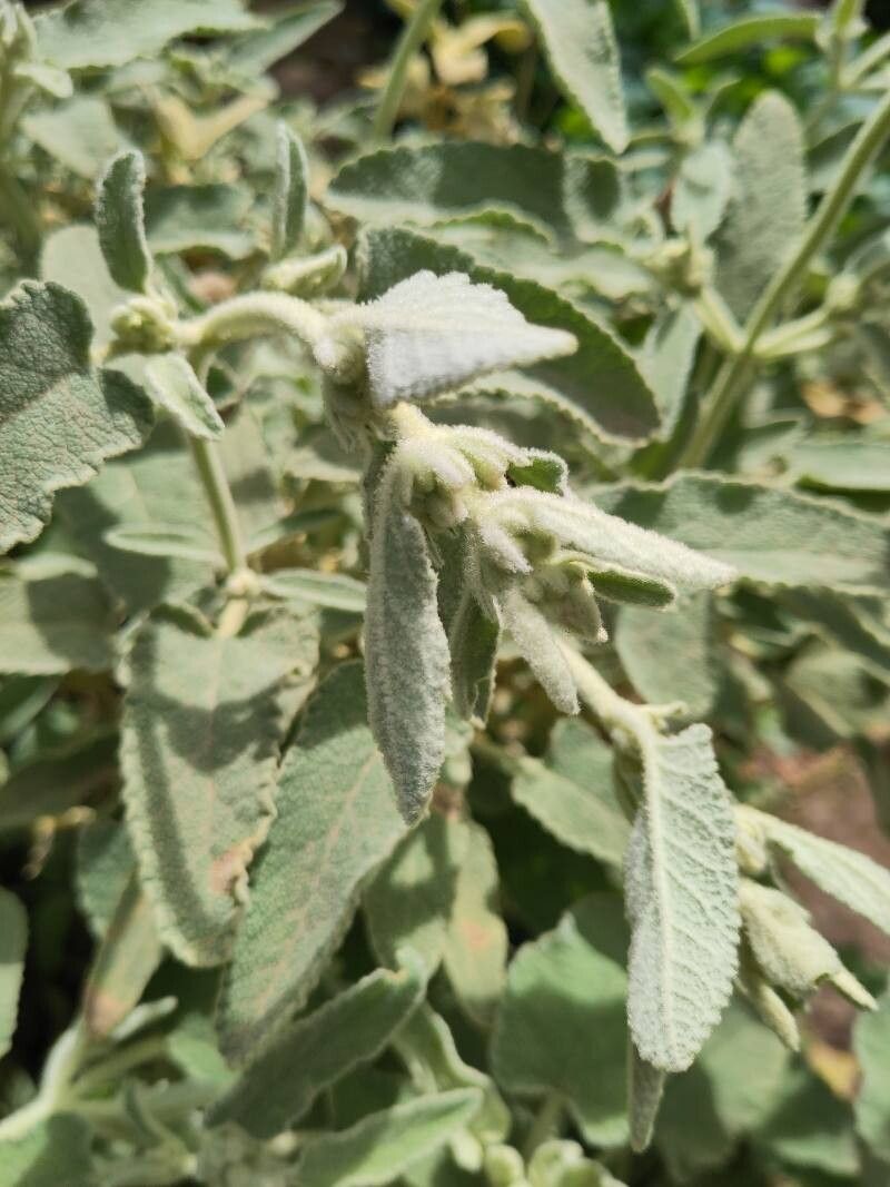 Phlomis italica