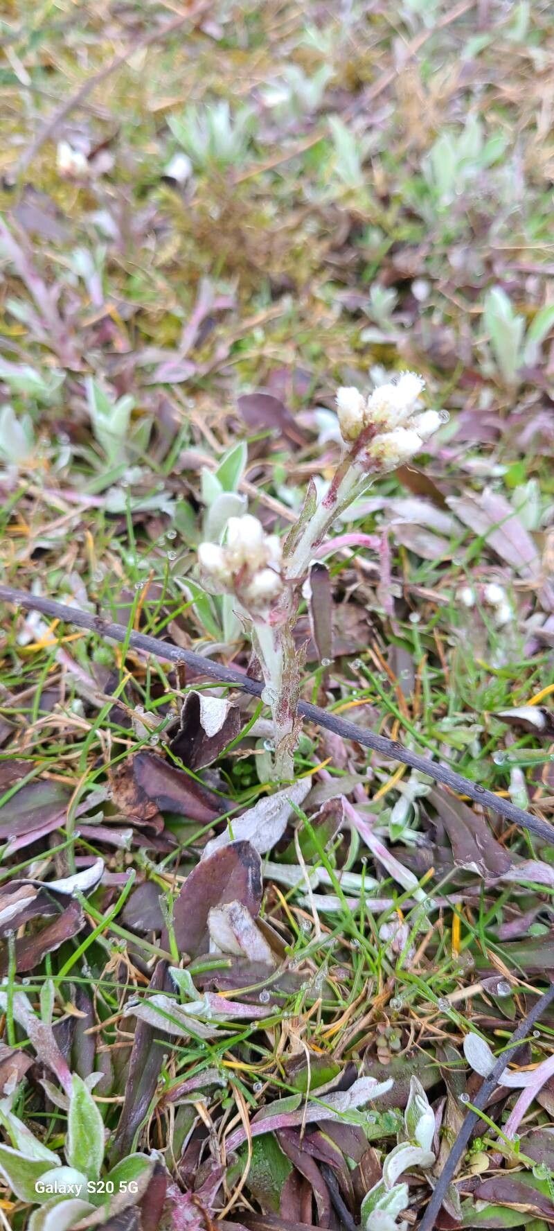 Antennaria neglecta (Field Pussytoes) (alternate view 2)