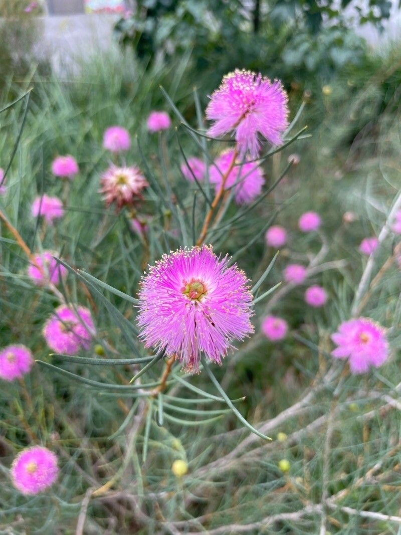 Melaleuca fulgens