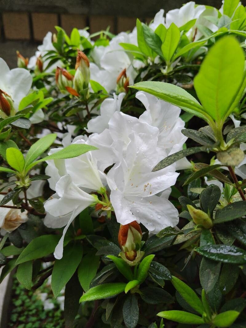 Rhododendron simsii (Indian Azalea) (alternate view 2)