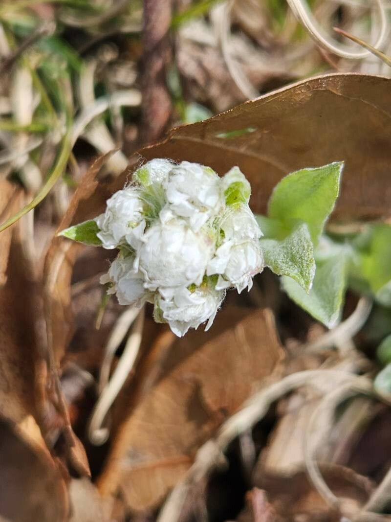 Antennaria neglecta (Field Pussytoes)