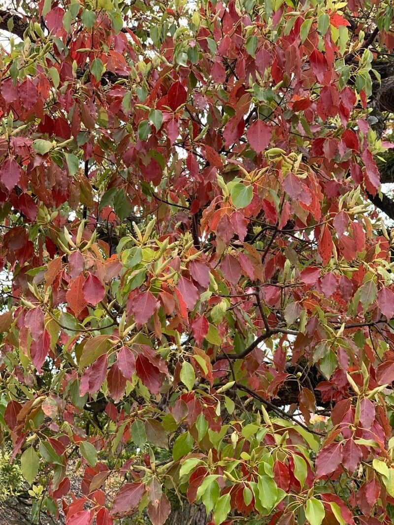 Cinnamomum camphora, Camphor tree — spreading evergreen (Lauraceae) (image 9 of 9)