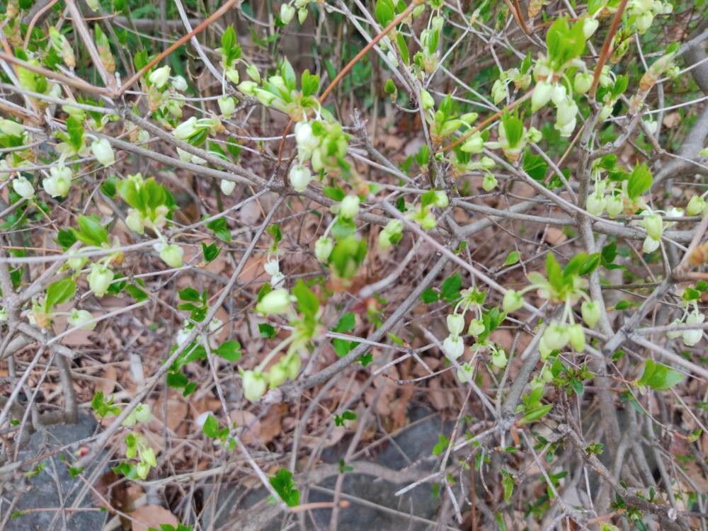 Enkianthus perulatus (White Enkianthus) (alternate view 13)