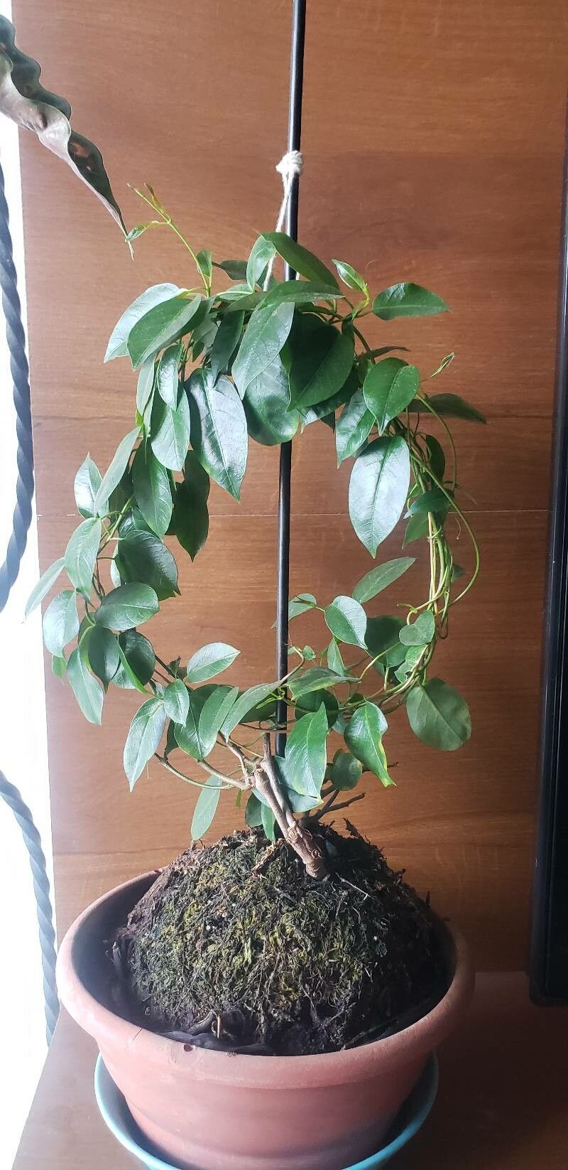 Mandevilla sanderi (Pink Mandevilla) (alternate view 13)
