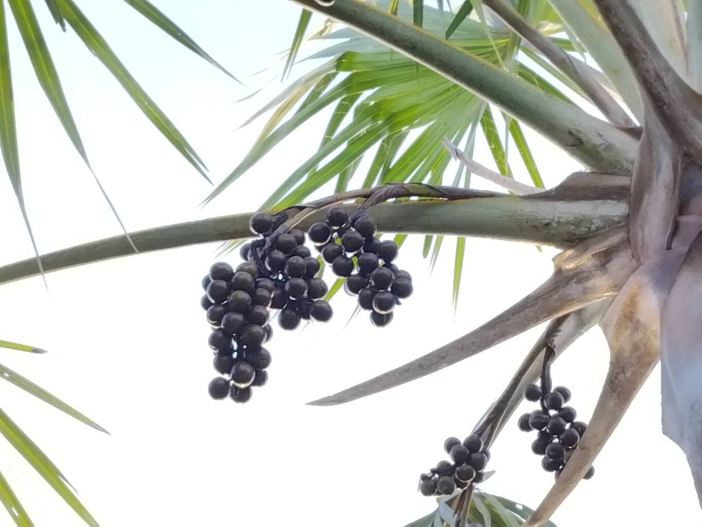 Bismarckia nobilis (Bismarck Palm) (alternate view 8)
