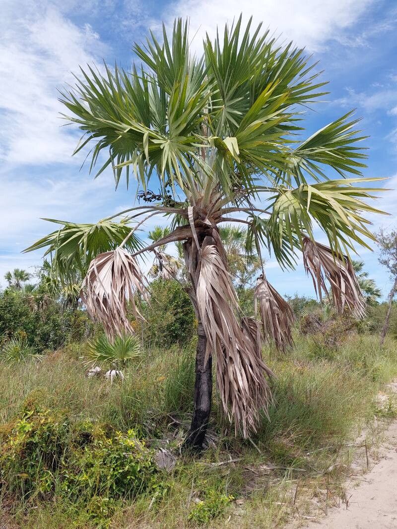 Bismarckia nobilis (Bismarck Palm) (alternate view 9)