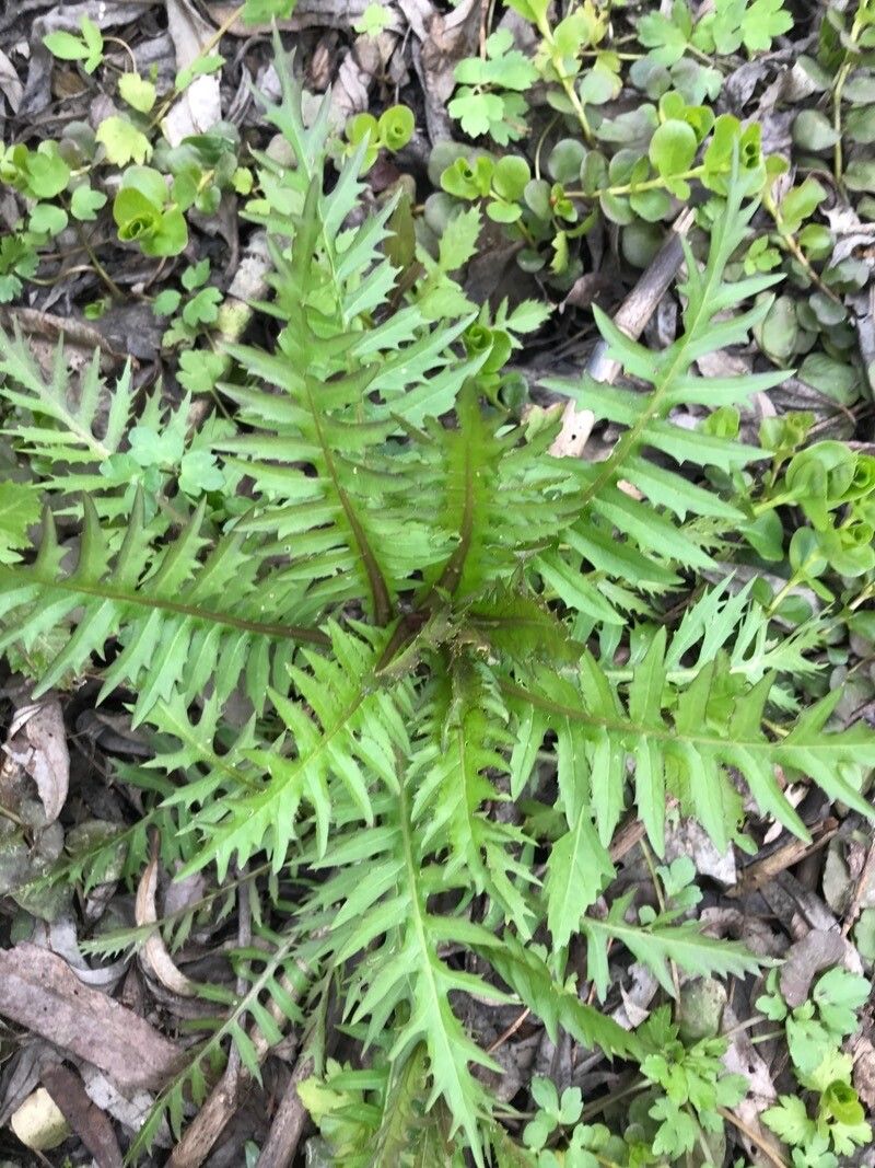 Cirsium rivulare (alternate view 2)