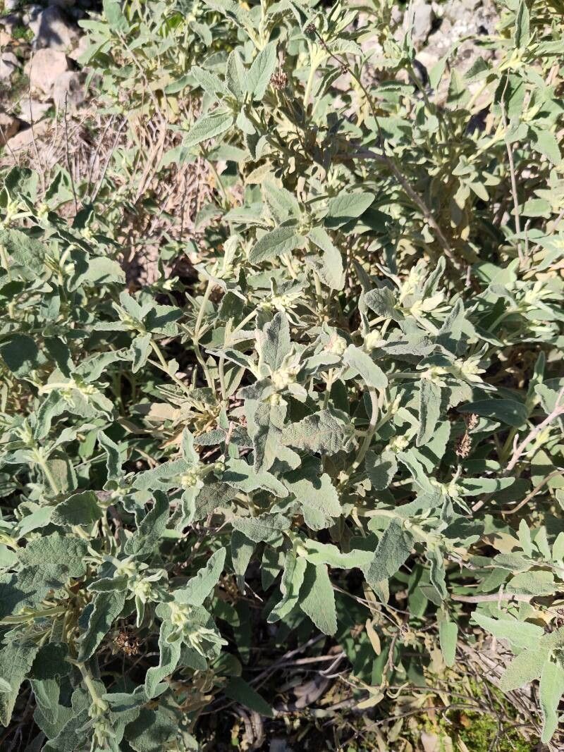 Phlomis italica (alternate view 2)