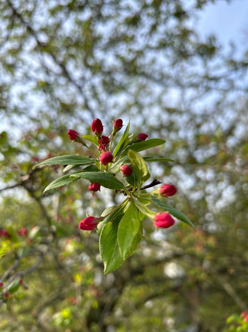 Malus × floribunda (Japanese Crabapple)