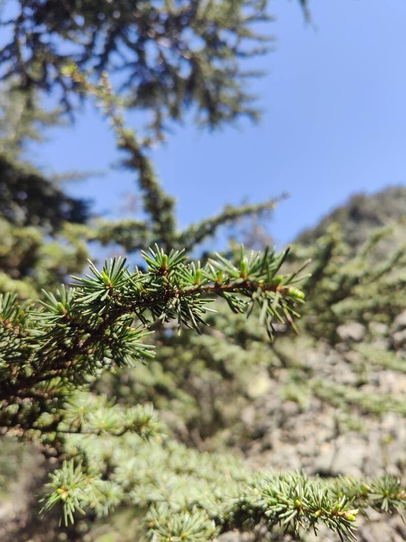 Cedrus libani (cedar of Lebanon) (alternate view 6)