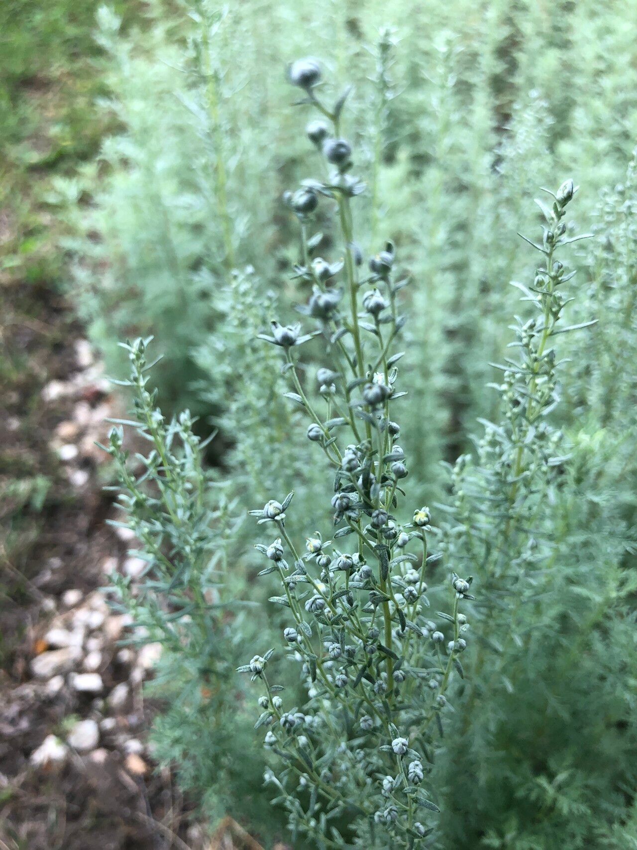 Artemisia pontica (Roman Wormwood) (alternate view 13)