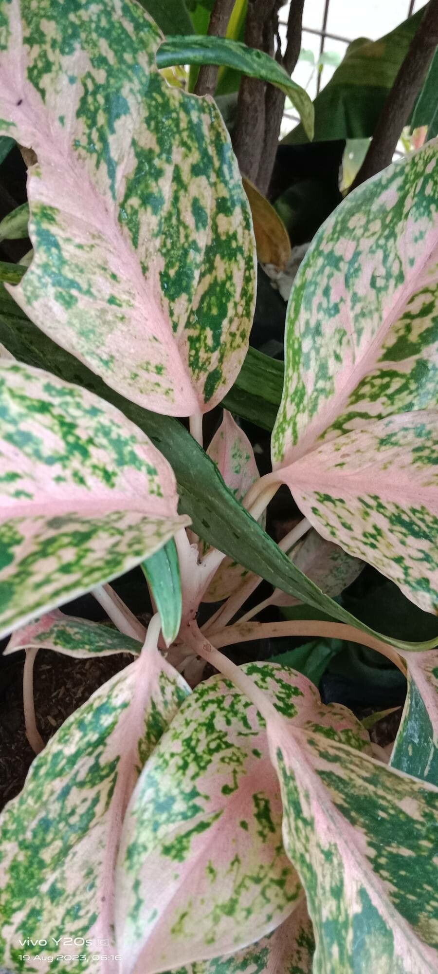 Aglaonema commutatum (Chinese Evergreen) (alternate view 5)