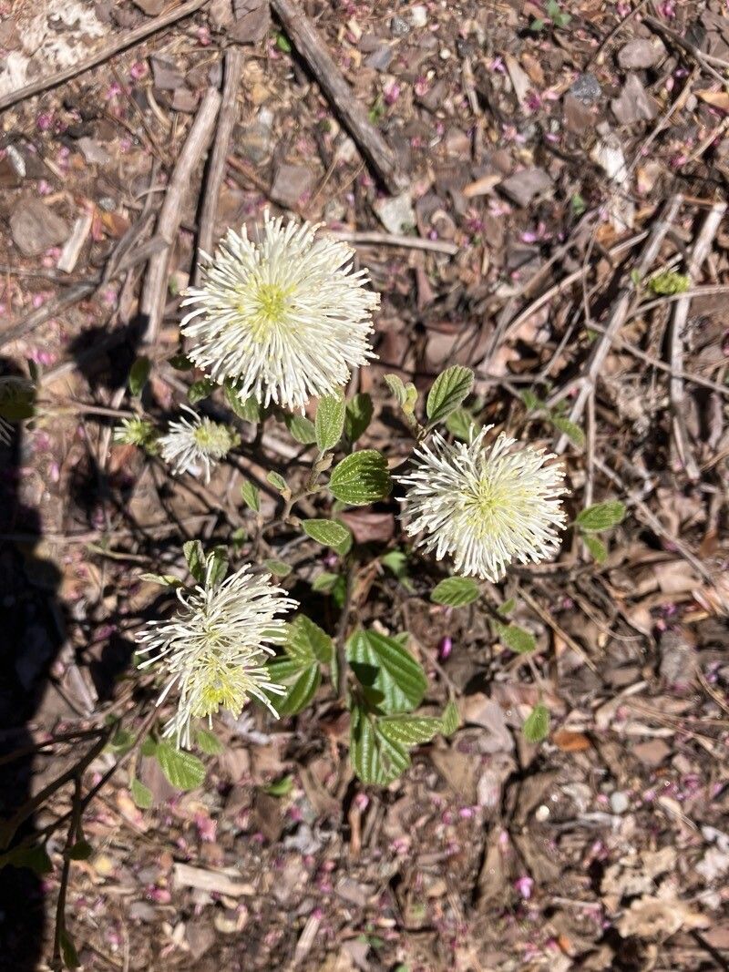 Fothergilla gardenii (dwarf fothergilla) (alternate view 12)