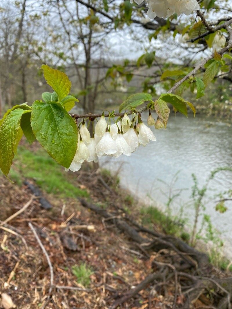 Halesia carolina (Carolina silverbell) (alternate view 12)