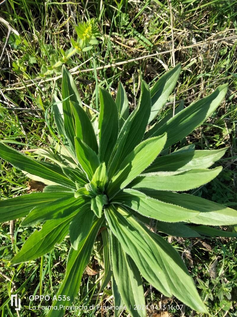 Digitalis ferruginea (Rusty Foxglove) (alternate view 10)
