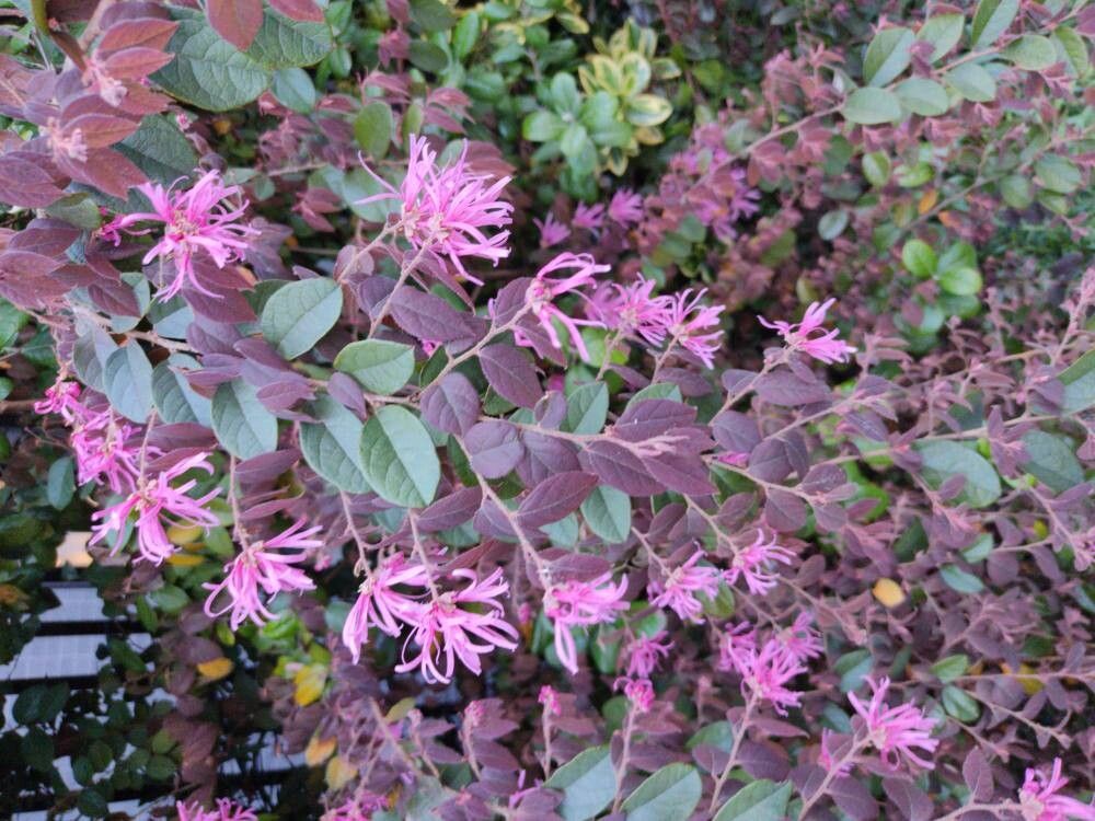 Loropetalum