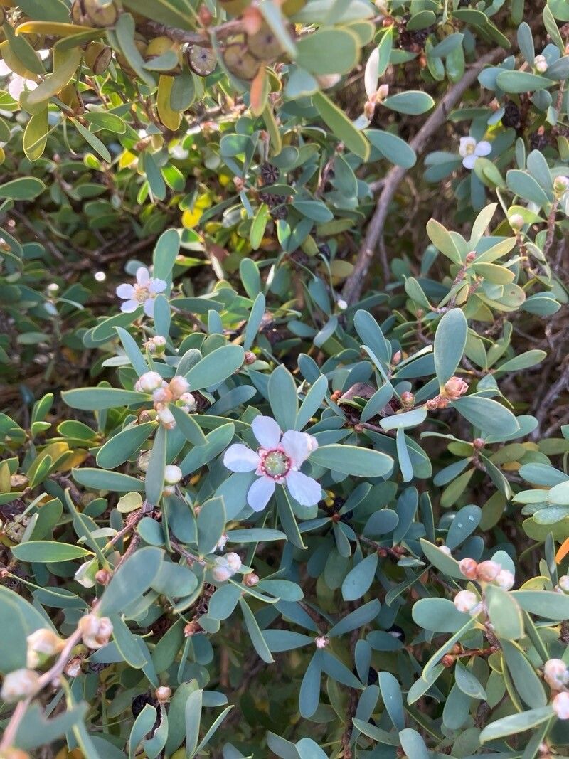 Leptospermum laevigatum, Coastal tea tree — spreading evergreen (Myrtaceae) (image 6 of 10)