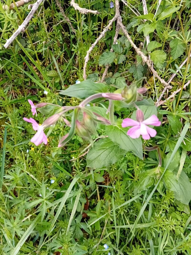 Silene × hampeana (Hybrid Campion) (alternate view 4)