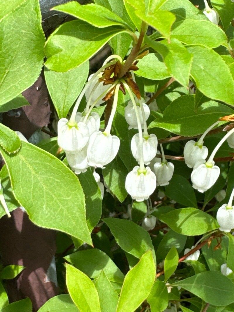 Enkianthus perulatus (White Enkianthus) (alternate view 15)