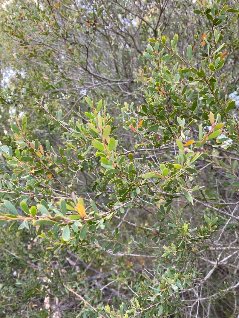 Leptospermum laevigatum, Coastal tea tree — spreading evergreen (Myrtaceae) (image 7 of 10)