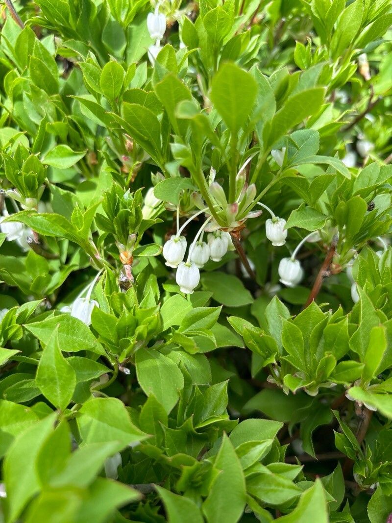 Enkianthus perulatus (White Enkianthus) (alternate view 12)