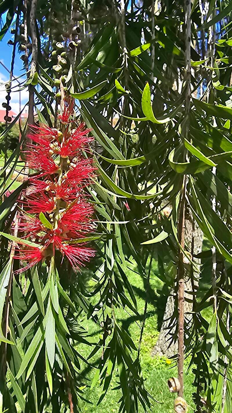 Callistemon viminalis, Weeping bottlebrush — spreading evergreen (Myrtaceae) (image 8 of 10)