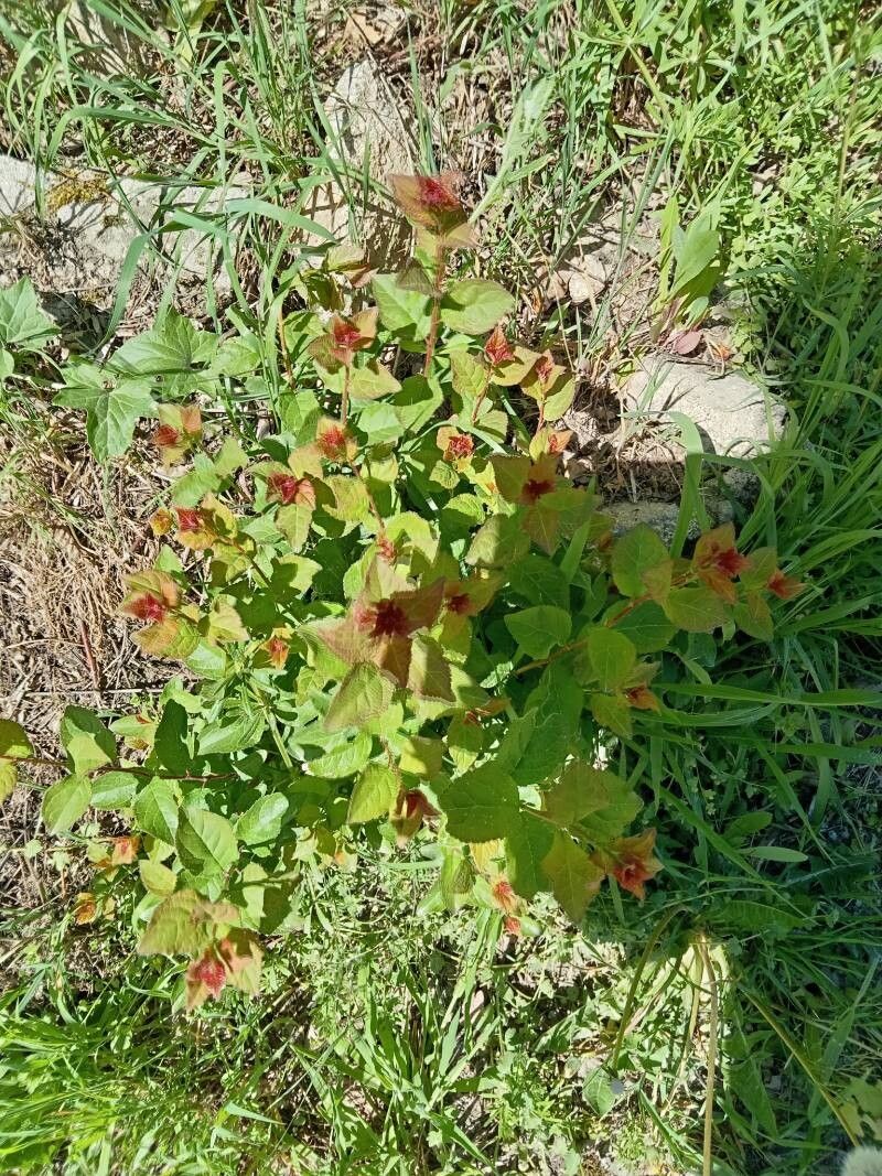 Ceratostigma plumbaginoides (Leadwort) (alternate view 14)