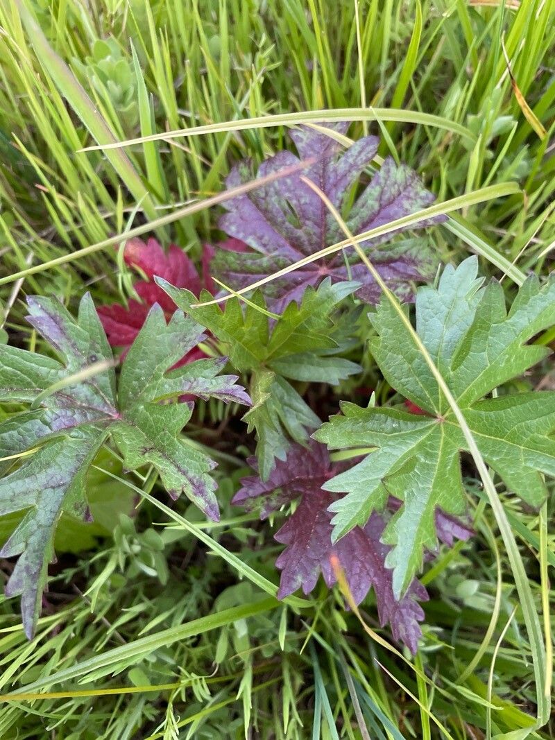 Sidalcea campestris (Meadow Checker-mallow)