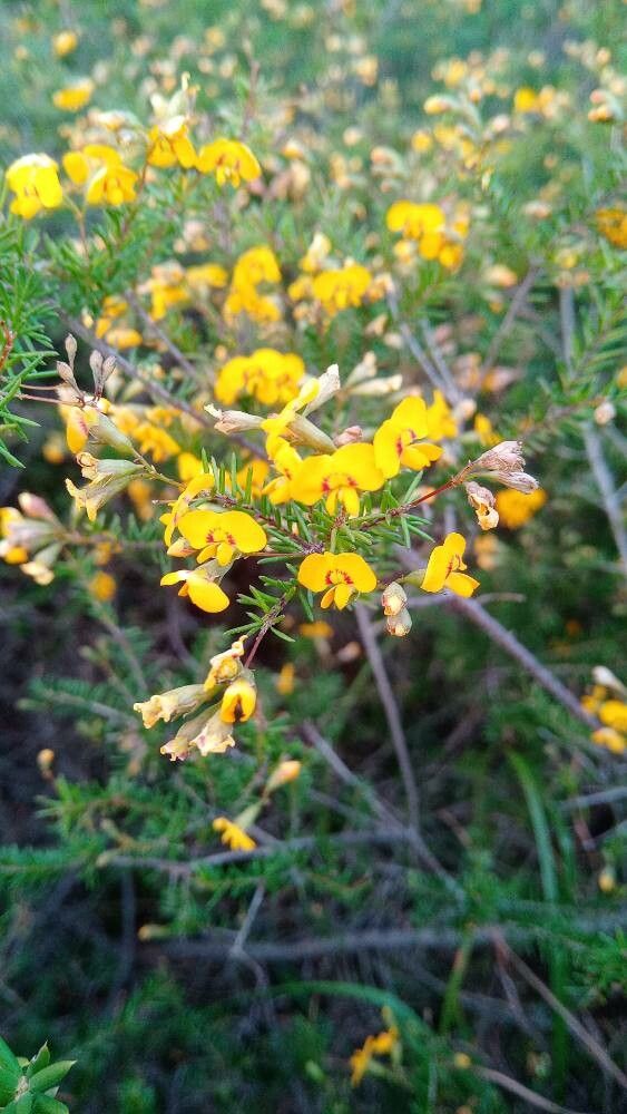 Pultenaea retusa (Notched Bush-pea) (alternate view 9)