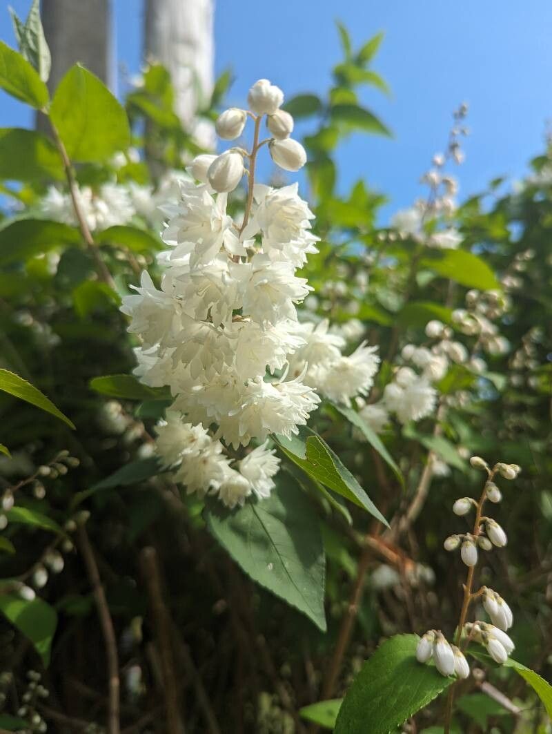 Deutzia gracilis (slender deutzia)