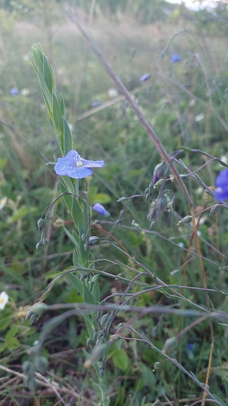 Linum perenne (alternate view 4)