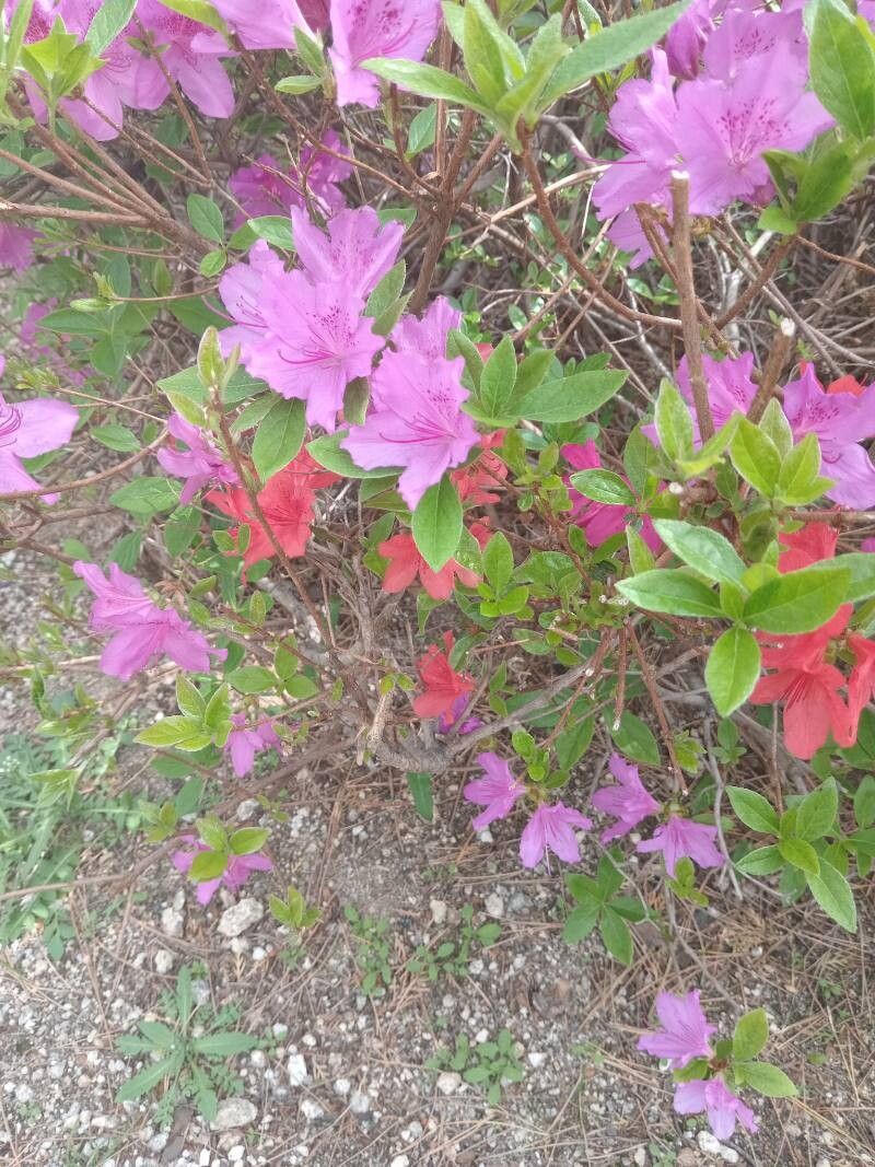 Rhododendron simsii (Indian Azalea) (alternate view 5)