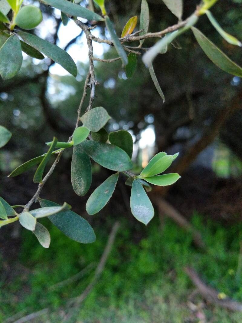 Leptospermum laevigatum, Coastal tea tree — spreading evergreen (Myrtaceae) (image 8 of 10)